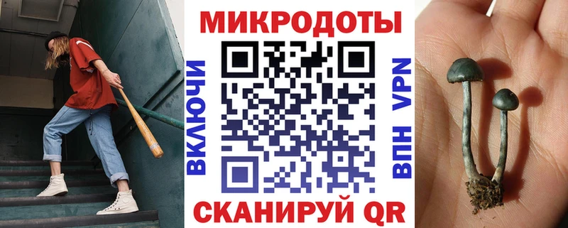 купить   Кострома  Галлюциногенные грибы Psilocybine cubensis 