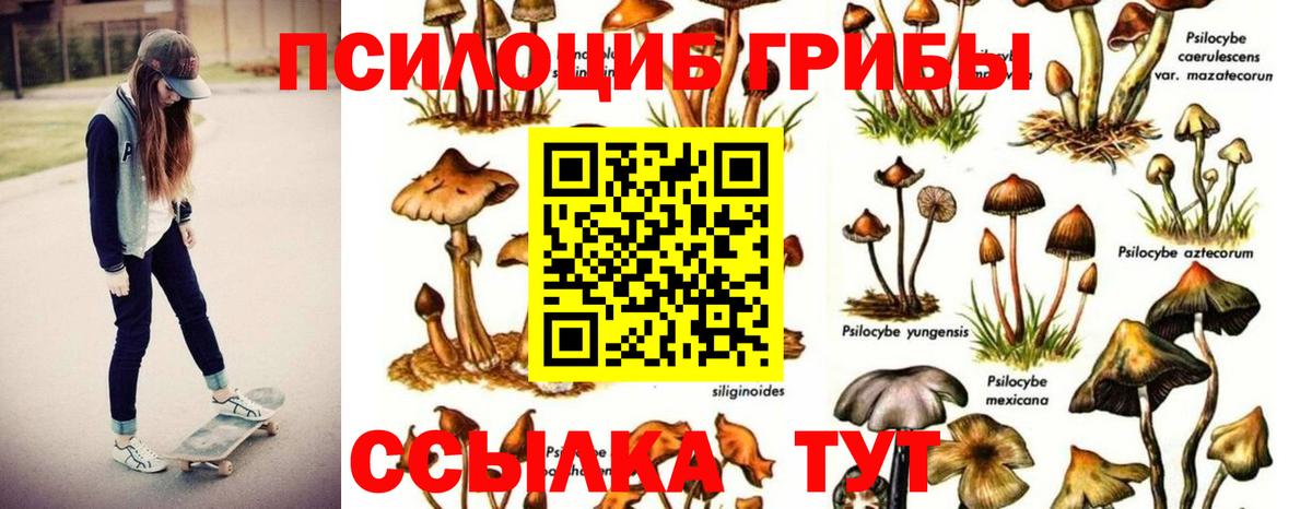 Псилоцибиновые грибы Psilocybe Кострома