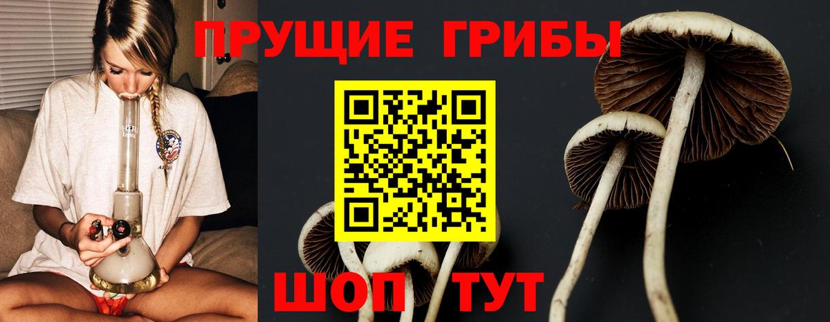 Псилоцибиновые грибы GOLDEN TEACHER Кострома